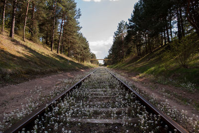 Wildflowers growing by railroad tracks amidst trees