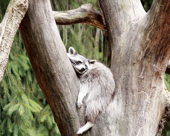 View of raccoon sleeping on tree trunk