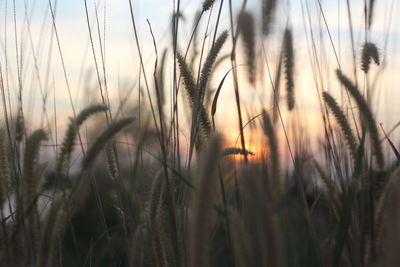 Close-up of stalks in field against sky