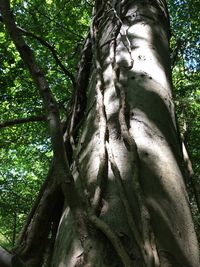 Low angle view of tree trunk in forest