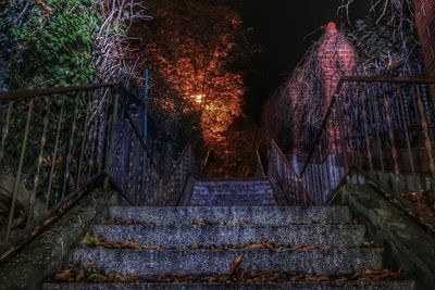 Illuminated trees at night