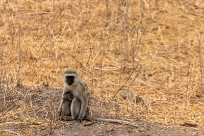 A monkey protects the afraid baby tanzania