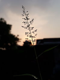Close-up of silhouette plant against sky at sunset