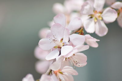 Close-up of cherry blossoms