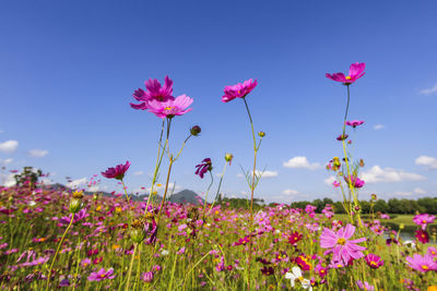 Close-up of pink flowering plants on field