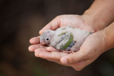 Close-up of person holding hand