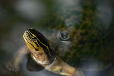 Close-up of turtle swimming in water