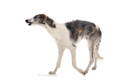 Dog looking away against white background