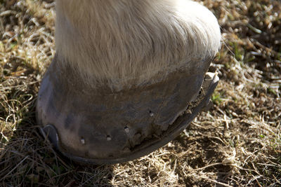 Close-up of horse hoof