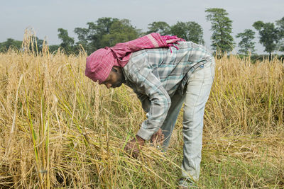 Farmer working at rice paddy field