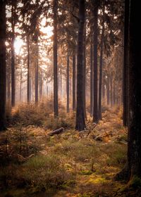 Pine trees in forest during autumn