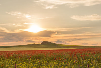 Scenic view of grassy field against sky during sunset