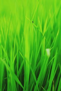 Close-up of green grass on field