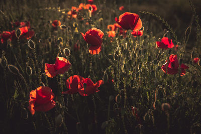 Red poppy flowers blooming in yard