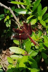 Close-up of a butterfly on the ground