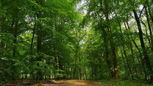 Trees in forest