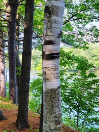 Trees in forest