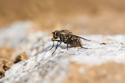 Close-up of fly on rock