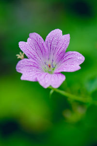 Close-up of flower blooming outdoors