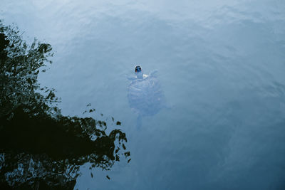 High angle view of duck swimming in lake
