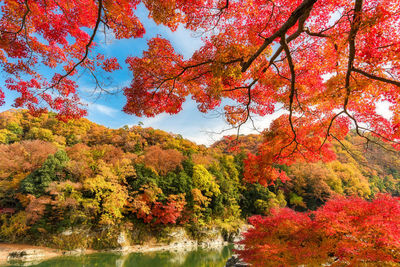 Red maple tree against sky