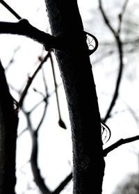 Low angle view of bicycle on tree against sky