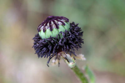 Close-up of poppy plant head