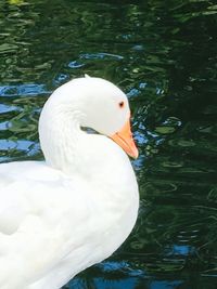 White swan in water