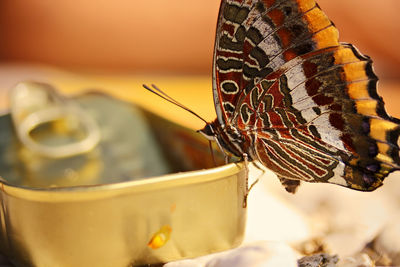 Close-up of butterfly
