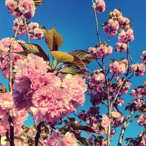 Low angle view of pink flowers blooming on tree