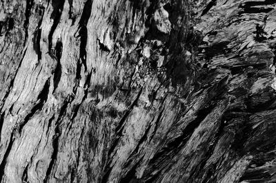 Full frame shot of tree trunk