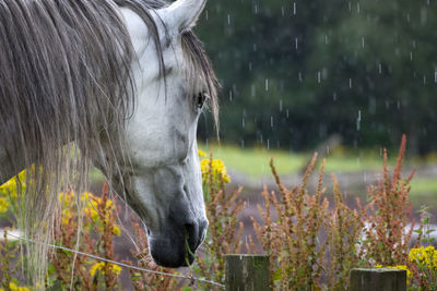 Close-up of horse grazing on field