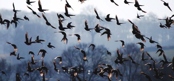 Low angle view of birds against cloudy sky