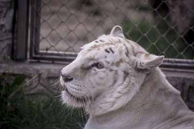 Close-up of a horse in zoo