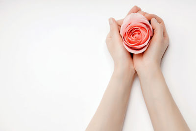 Close-up of hand holding rose over white background