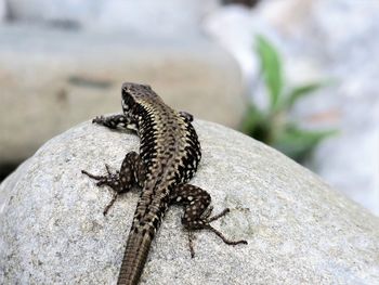 Close-up of lizard on rock