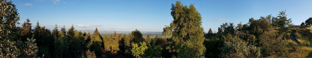 PANORAMIC SHOT OF TREES AGAINST SKY