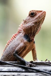 Close-up of lizard on tree trunk