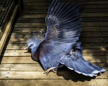 High angle view of fallen victoria crowned pigeon on floorboard at philadelphia zoo