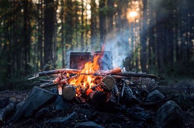 Close-up of logs in forest