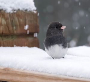 Close-up of bird perching on frozen during winter
