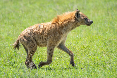 Spotted hyena in profile trotting across grass