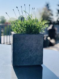 Close-up of potted plant in garden