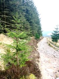 Footpath amidst pine trees in forest against sky