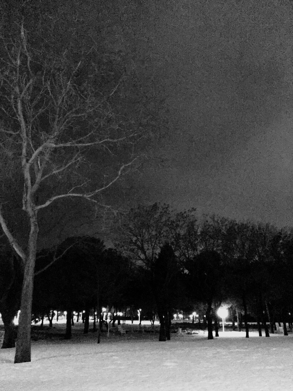 tree, night, built structure, outdoors, architecture, no people, sky, illuminated, nature, star - space, galaxy