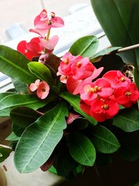 Close-up of pink flowers blooming on plant