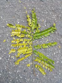 High angle view of yellow leaves on street