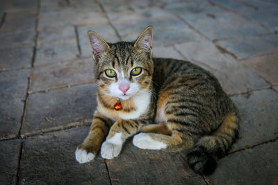 Portrait of tabby cat on footpath