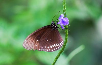 Close-up of butterfly on purple flower