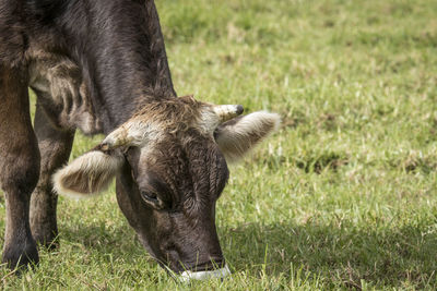 Close-up of a sheep on field